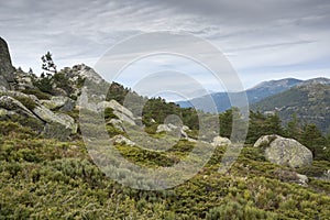 Scots pine forest