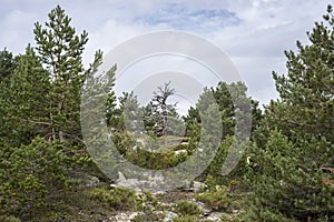 Scots pine forest