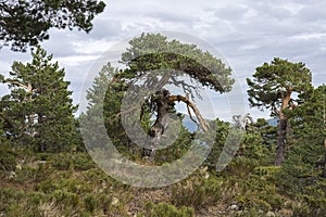 Scots pine forest