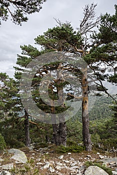 Scots pine forest