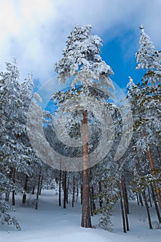 Scots pine forest in winter photo