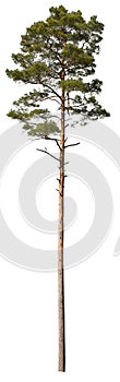 Scots Pine isolated on white background, evergreen tree cutout