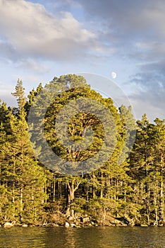 Scots Pine on Loch Garten in Scotland.