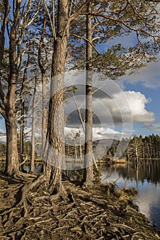 Scots Pine on Loch Mallachie in the Cairngorms National Park.