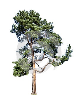 Scots pine Pinus sylvestris isolated on white background photo