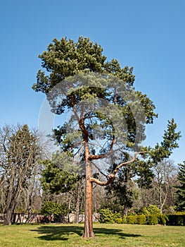 Scots pine Pinus sylvestris in the park