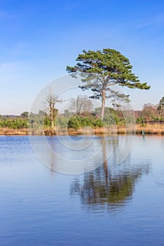 Scots pine (pinus sylvestris) tree at the lakeside in Drents Friese Wold