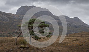 Scots pine Scottish highlands