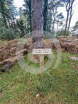 Scots pine and sign explaining it irish and english including translation