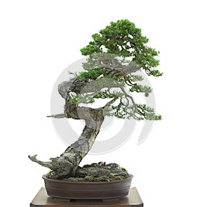 Scots pine tree bonsai in pot on white background