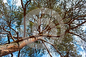 Scots pine tree canopy