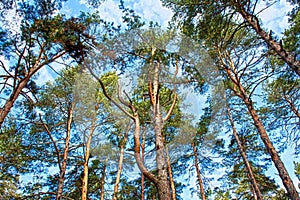 Scots pine tree canopy with blue sky