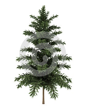 Scots pine tree isolated on white