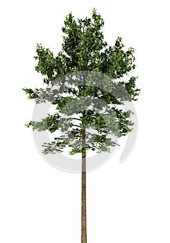 Scots pine tree isolated on white photo