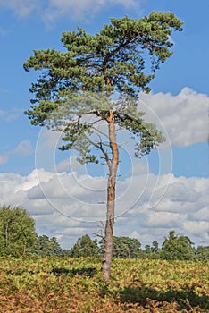 Scots Pine Tree photo
