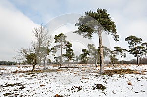 Scots pine trees in a large natural area in wintertime