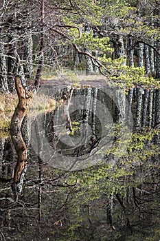 Scots Pine on Uath Lochan in Glen Feshie in Scotland.