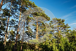 Scots or Scotch pine Pinus sylvestris trees growing in evergreen coniferous forest.