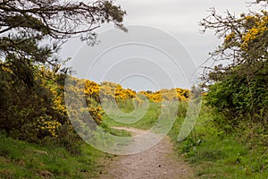 Scotstown Moor Path