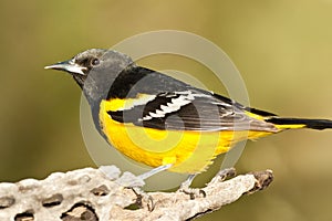 Scott's Oriole