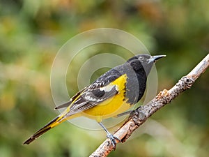 Scott`s Oriole