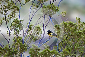 Scott`s Oriole at dawn in Organ Mountains-Desert Peaks National Monument in New Mexico photo