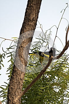 Scott's Oriole, Icterus parisorum