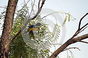 Scott's Oriole, Icterus parisorum
