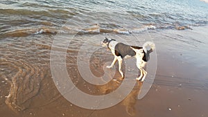 Scottie - Arabian Village dog chasing waves at the seashore