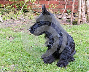 Scottie dog puppy sitting on lawn showing profile.