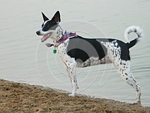 Scottie, majestic Border Collie Saluki 