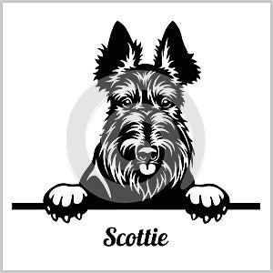 Scottie - Peeking Dogs - breed face head isolated on white