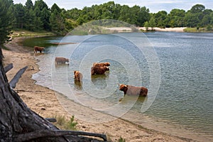 Scottisch highland cows