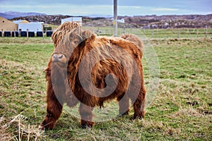 Scottish alpine cow from the highlands, on farm in Ireland, Co.Donegal