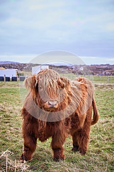 Scottish alpine cow portrait in open field. Ireland, Co. Donegal. copy space in image vertical