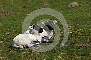 Scottish Black-faced lambs lay down enjoying the sunshine