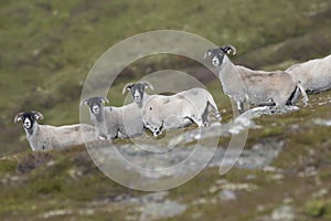 Scottish black-faced sheep landscape