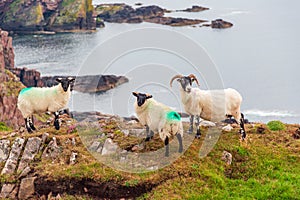 Scottish Blackface Free Range British sheep on the Isle of Skye