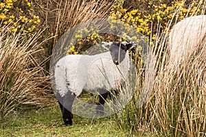 Scottish Blackface Lamb