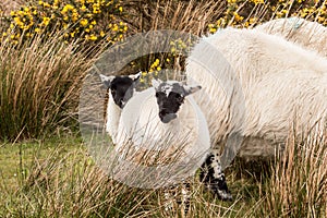 Scottish Blackface Lambs