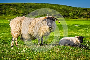 Scottish Blackface Sheep