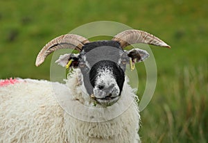 Scottish Blackface Sheep