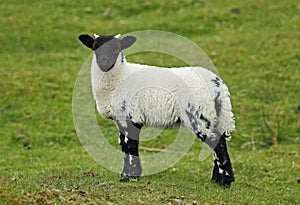 Scottish Blackface Sheep