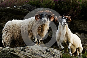 Scottish blackface sheep