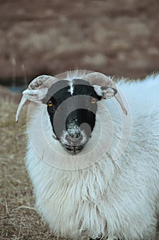 Scottish Blackface sheep