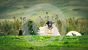 Scottish Blackface sheep