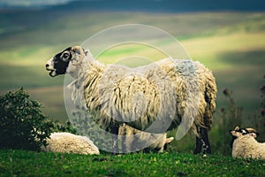 Scottish Blackface sheep