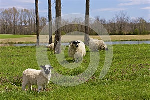 Scottish Blackface Sheep   821776