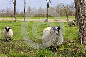 Scottish Blackface Sheep   821779