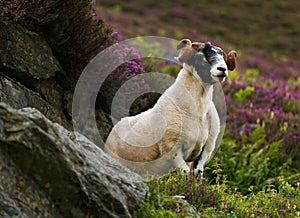 Scottish blackface sheep